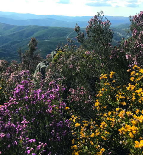 View of the Covas do Barroso area​ thumbnail image
