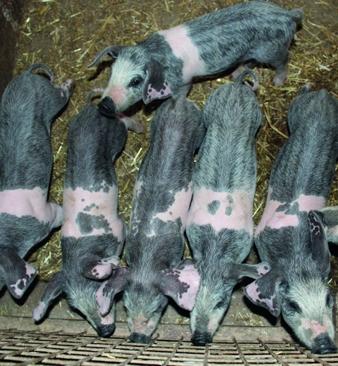 Bisaro pigs thumbnail image
