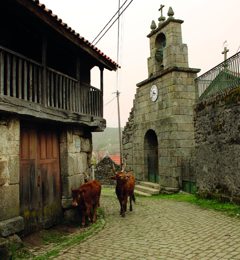 Barrosã cattle thumbnail image