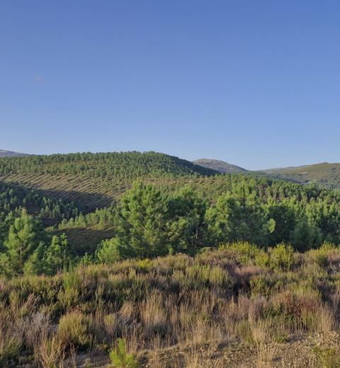 Savannah can still prove its worth as producer of high quality lithium says Joanne Hart thumbnail image