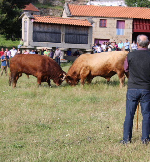 Barroso breed Bulls thumbnail image
