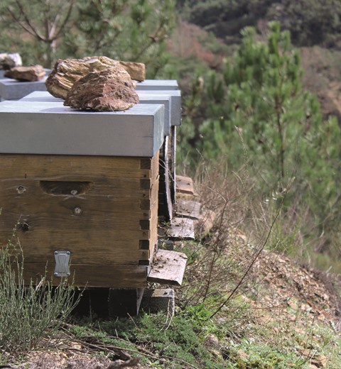 Beehives in the Barroso  region thumbnail image