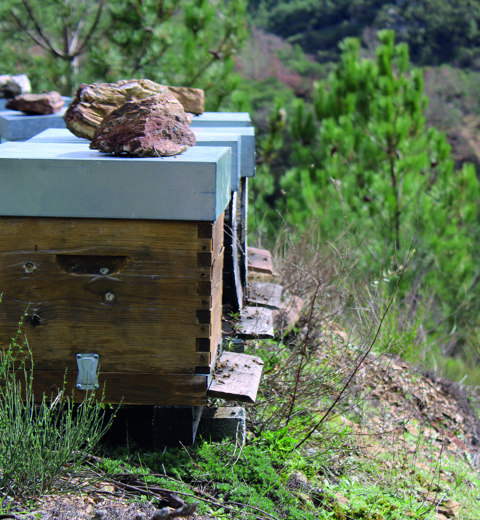 Beehives in the Barroso  region thumbnail image